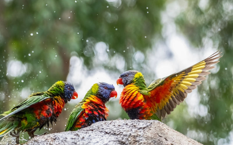 Three rainbow lorikeets gathered together on a rock