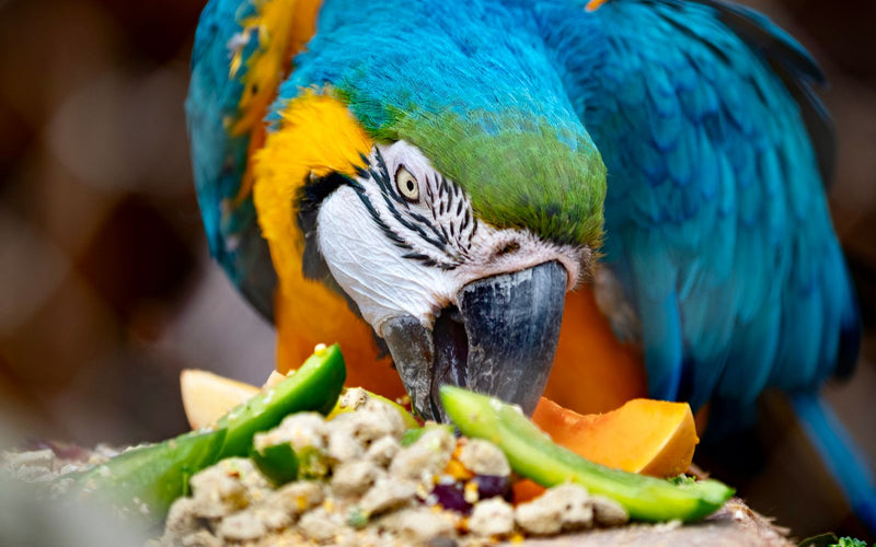 Macaw eating a mix of fresh vegetables and pellets