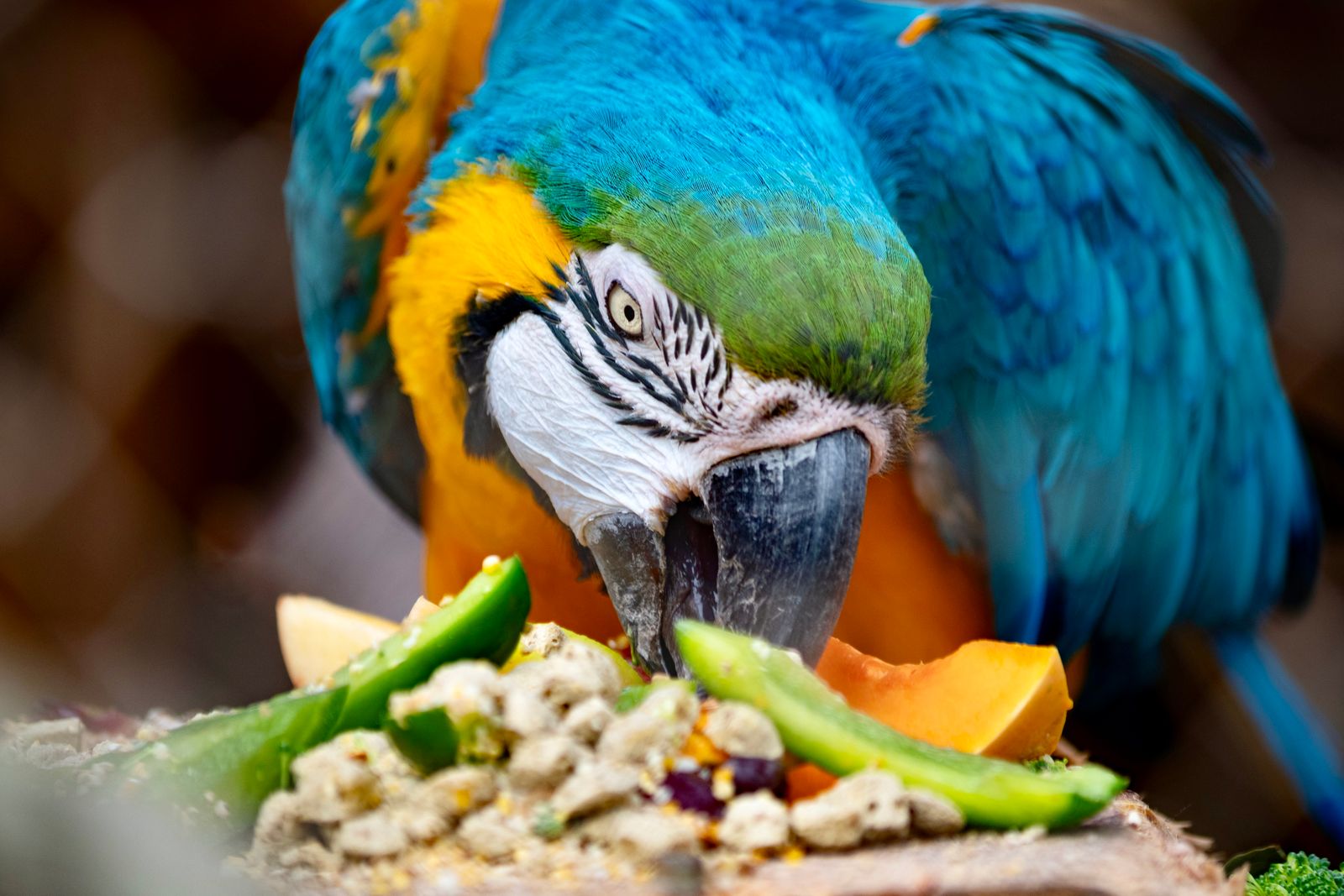 Macaw eating a mix of fresh vegetables and pellets