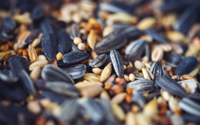 Close-up of a varied bird seed blend