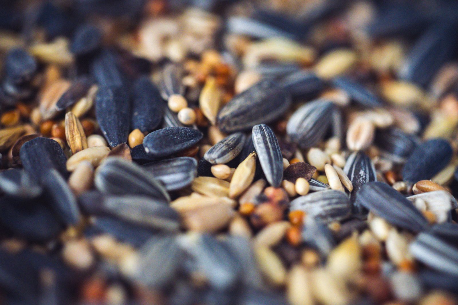 Close-up of a varied bird seed blend