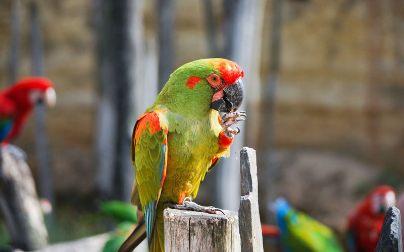 A macaw feeding, part of a healthy varied diet