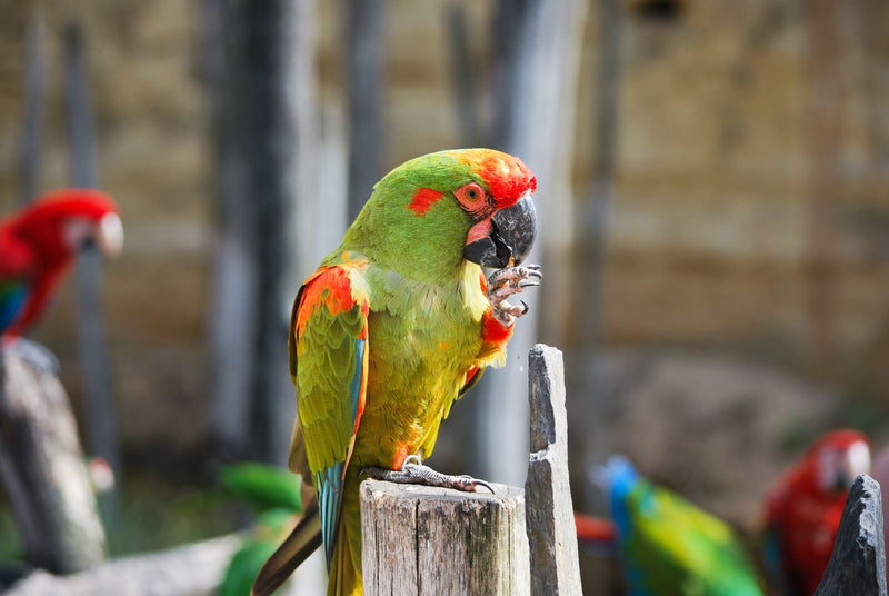 A macaw feeding, part of a healthy varied diet