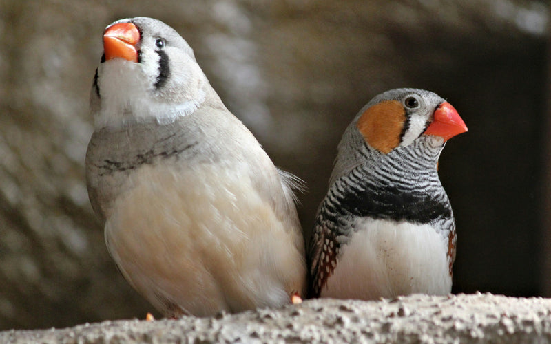 Two zebra finches feeding together, suited to a Small Seed Cube no-mess finch feeder