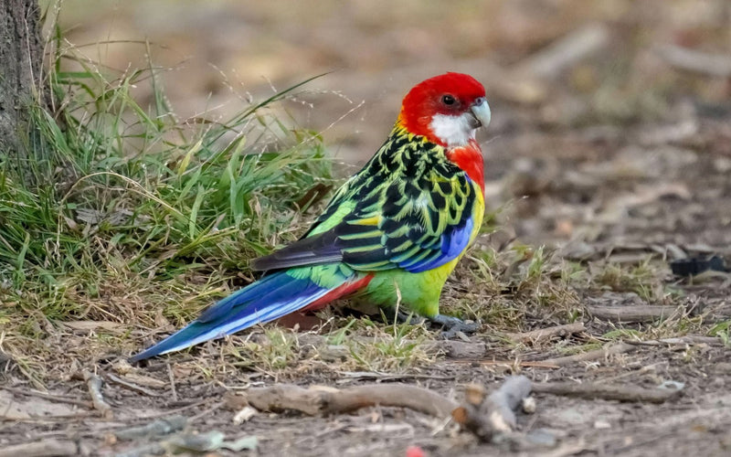 Eastern rosella foraging on the ground for fallen seed, why rosella feeding hygiene matters