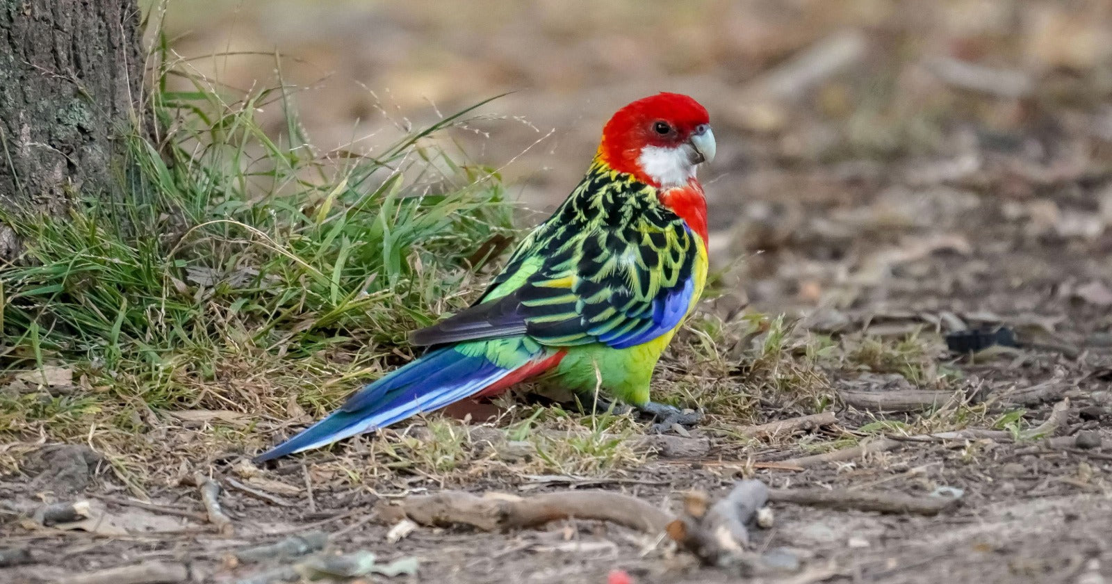Eastern rosella foraging on the ground for fallen seed, why rosella feeding hygiene matters