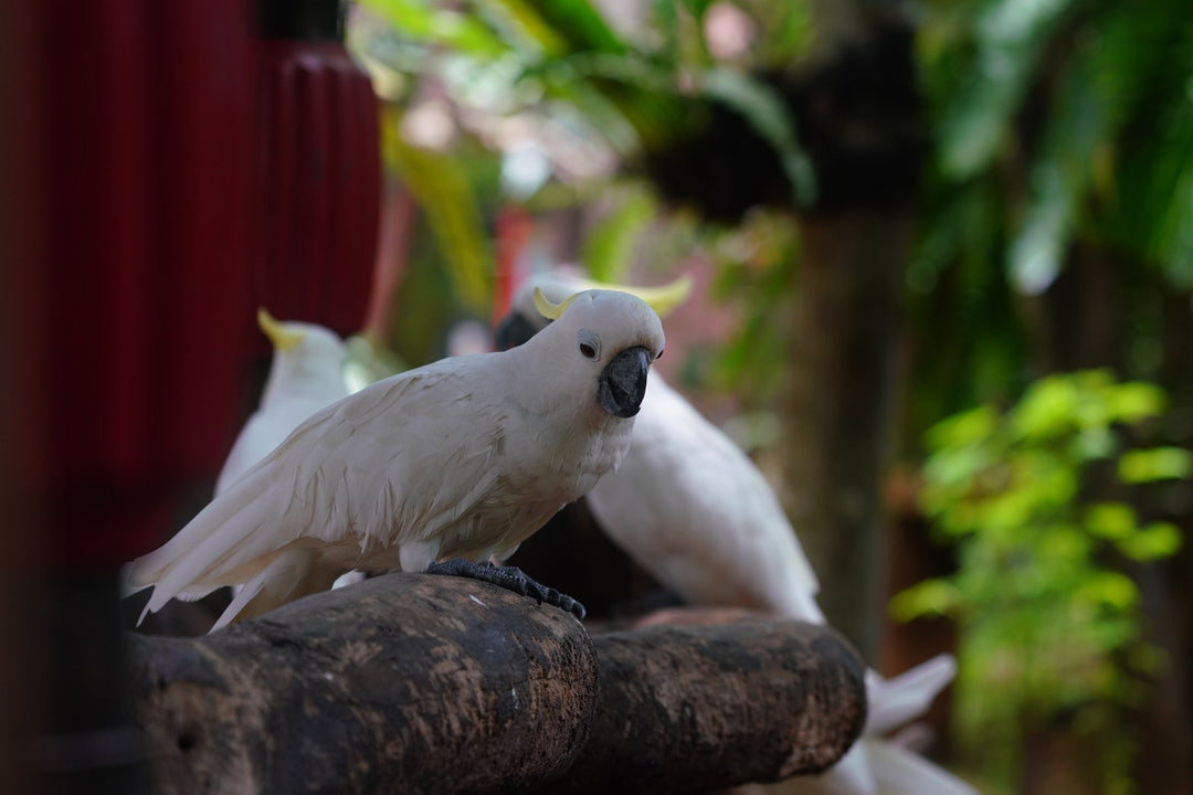 Pair of sulphur-crested cockatoos perched, large parrots suited to the Seed Cube no-mess feeder