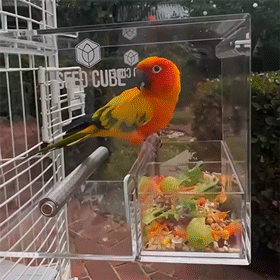 Customer bird using a Large Seed Cube