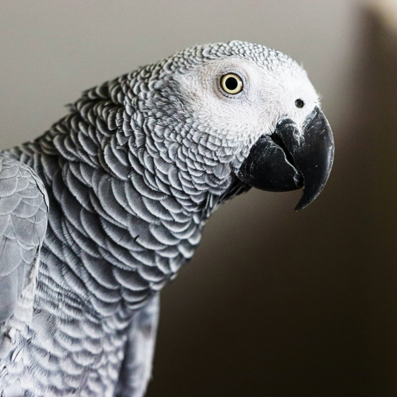 African Grey