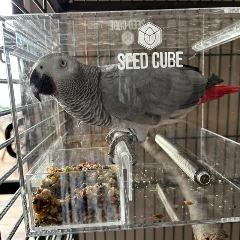 African grey parrot feeder card for a Seed Cube no-mess feeder