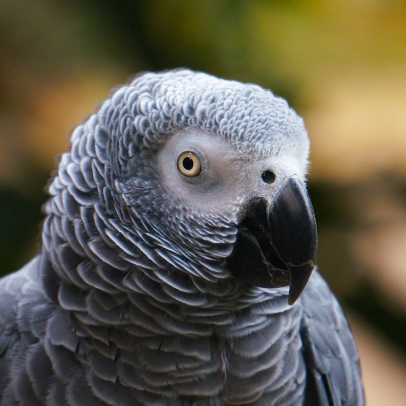 African grey parrot front-on portrait for the what to feed an African grey diet guide