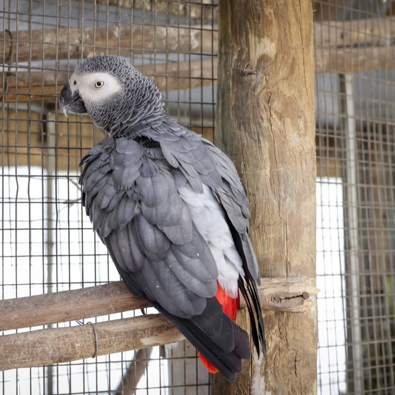 African grey parrot portrait, African grey care guide