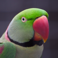 Alexandrine