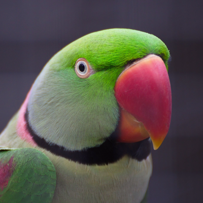 Alexandrine