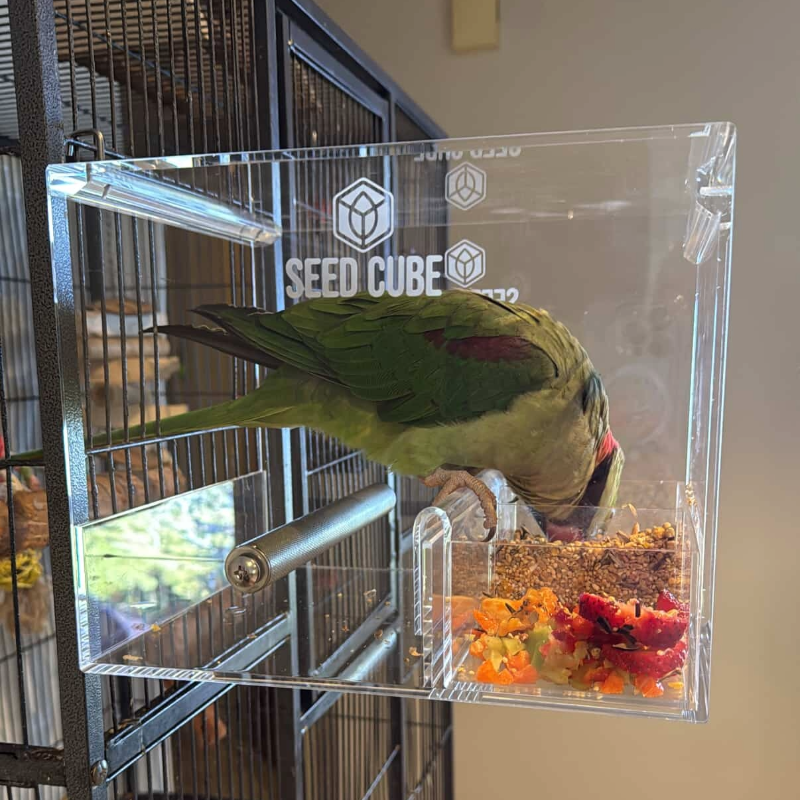 Customer bird using a Large Seed Cube