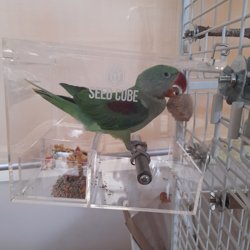Customer bird using a Large Seed Cube