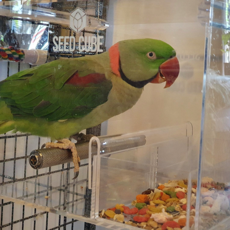 Customer bird using a Large Seed Cube