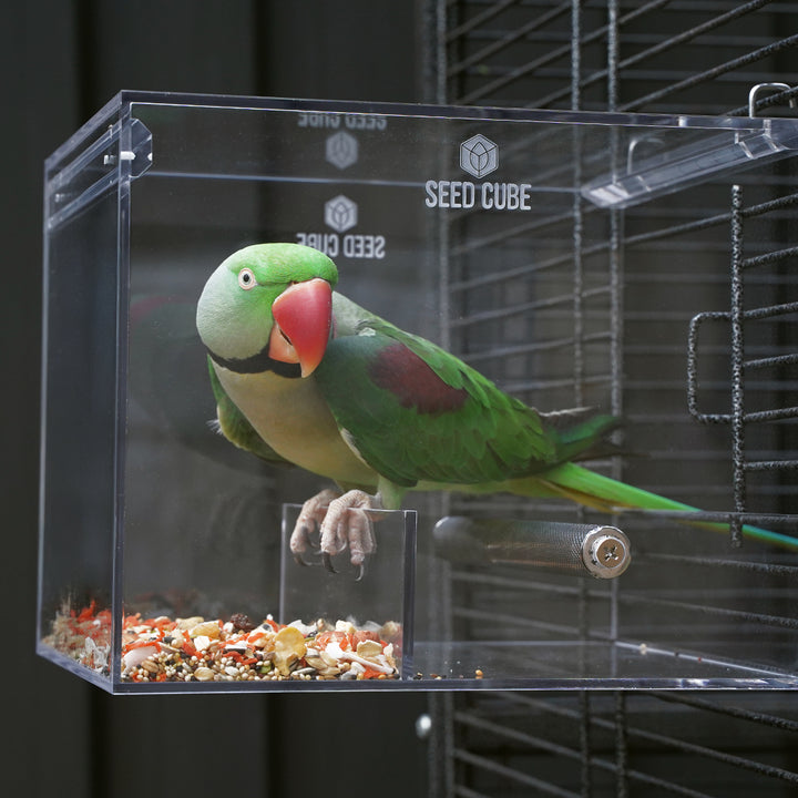 Alexandrine Parakeet Inside Large Seed Cube Bird Feeder