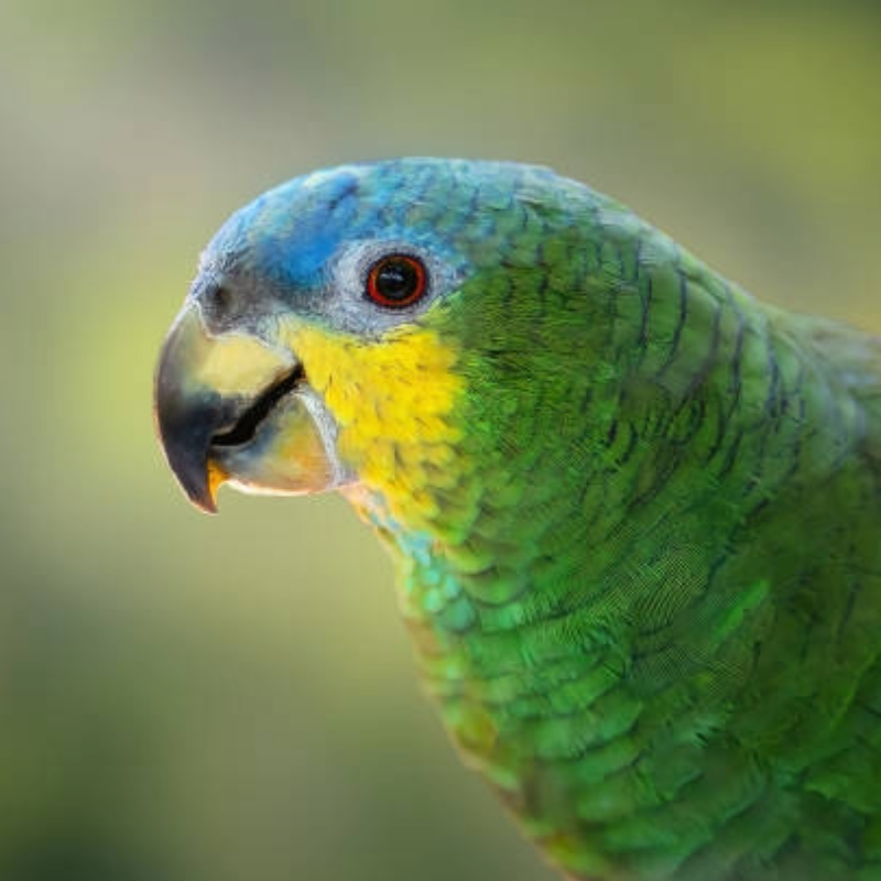 Amazon Parrot