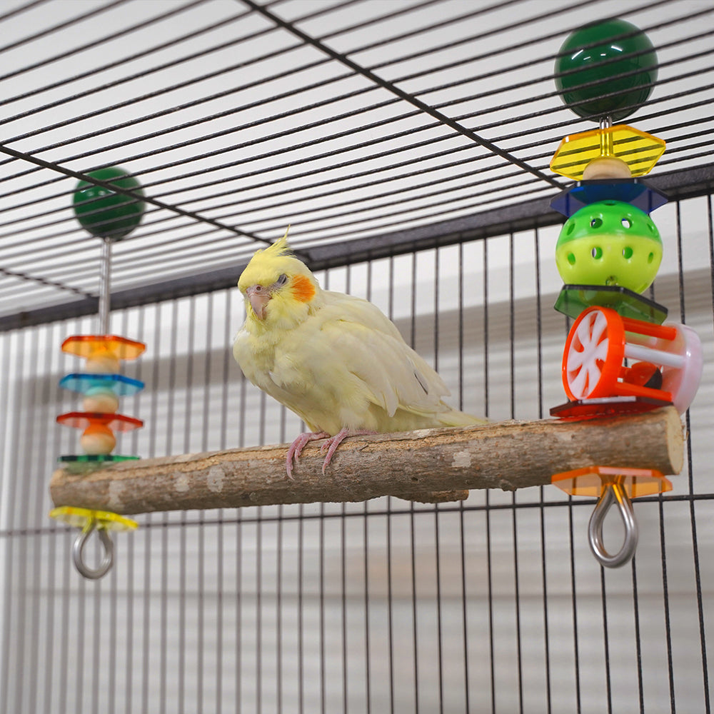 Coackatiel using the birdie bar as a swing 