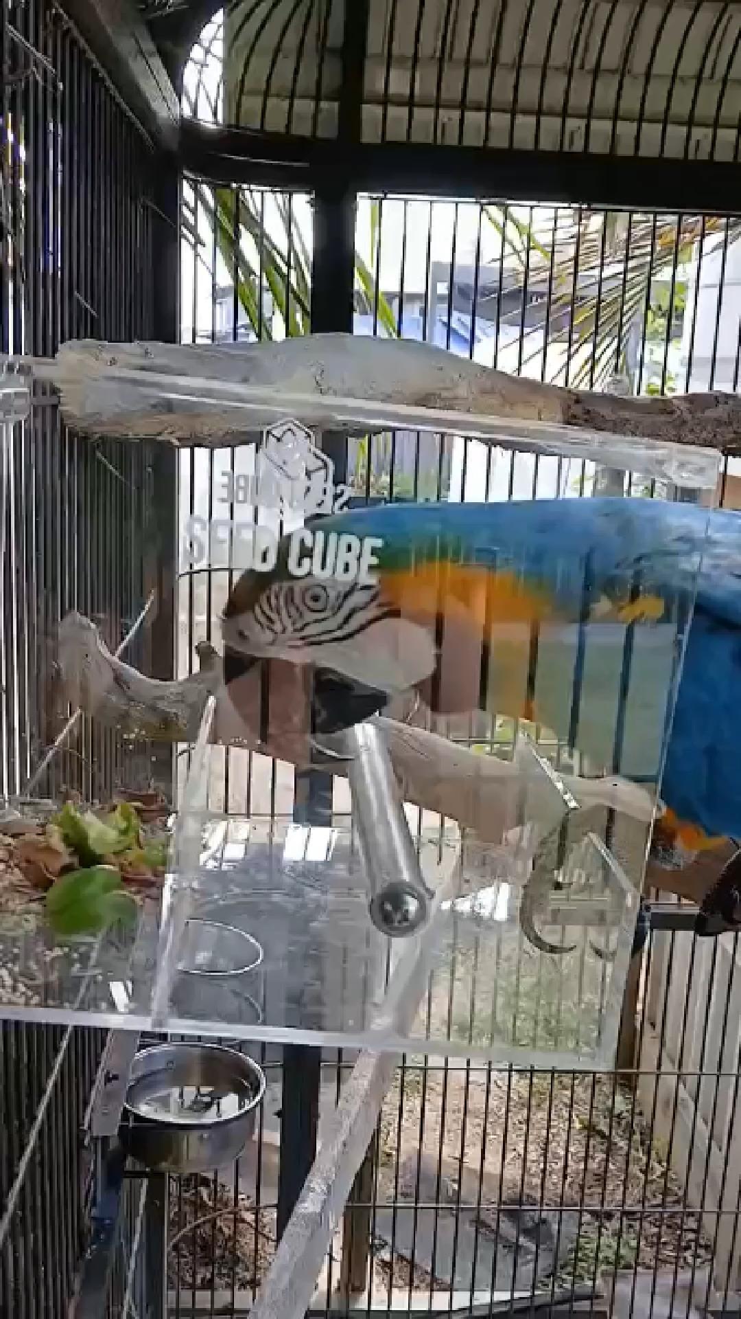 Customer bird using a Large Seed Cube
