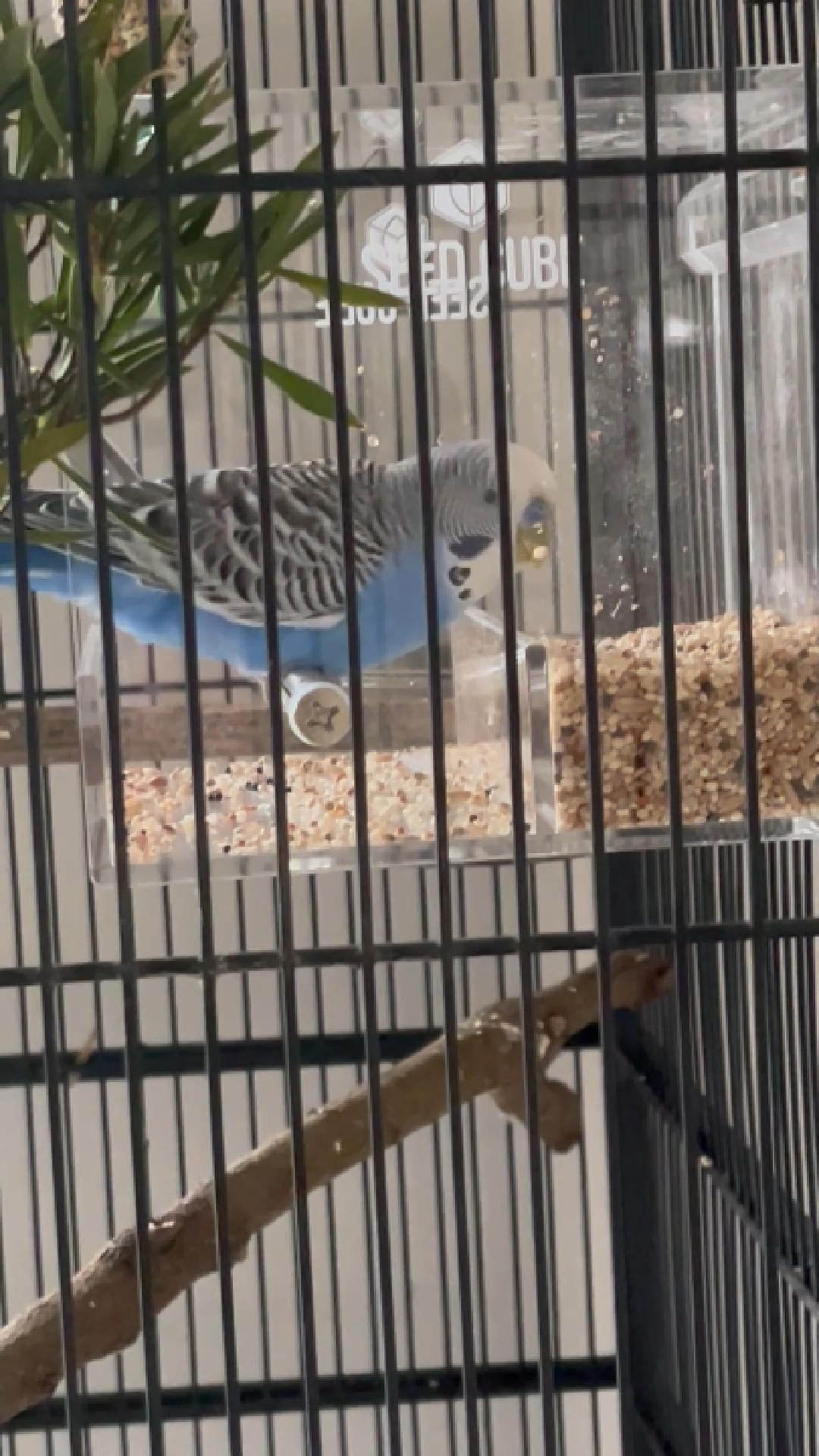 Customer bird using a Seed Cube
