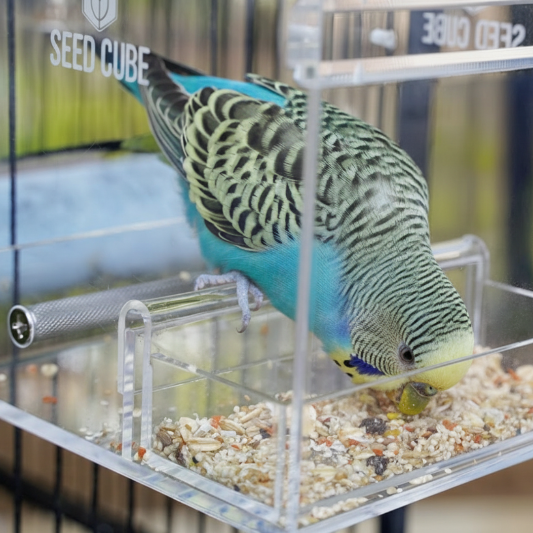Seed Cube feeding problem visual