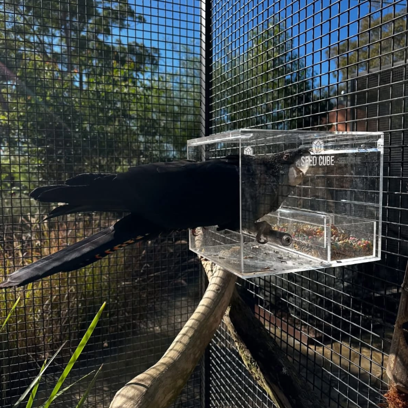 Customer bird using a Large Seed Cube