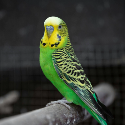 Budgie