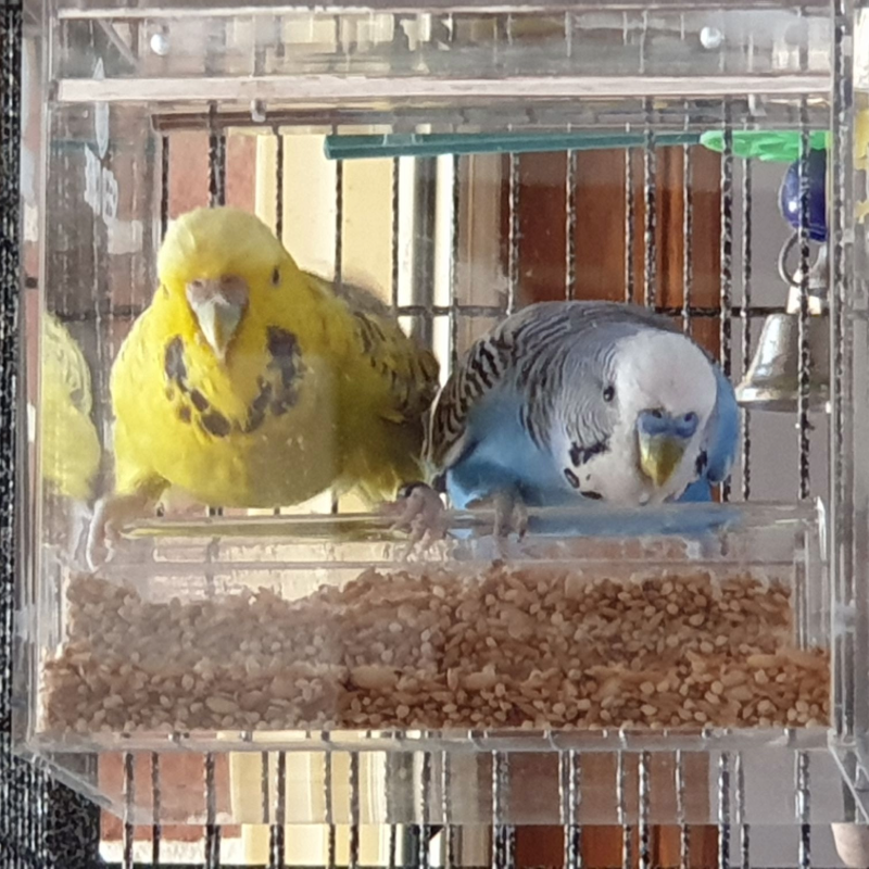 Budgie, suited to a Small Seed Cube no-mess feeder