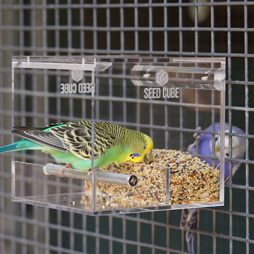 Budgie inside small seed cube bird acrylic feeder small