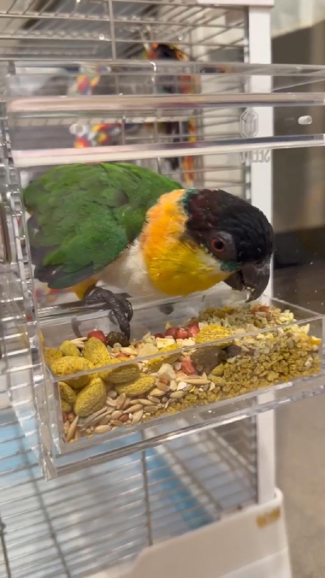 Caique close-up, suited to a Seed Cube no-mess feeder