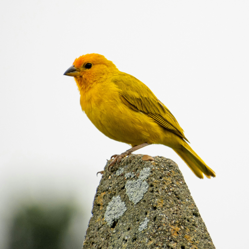 Canary