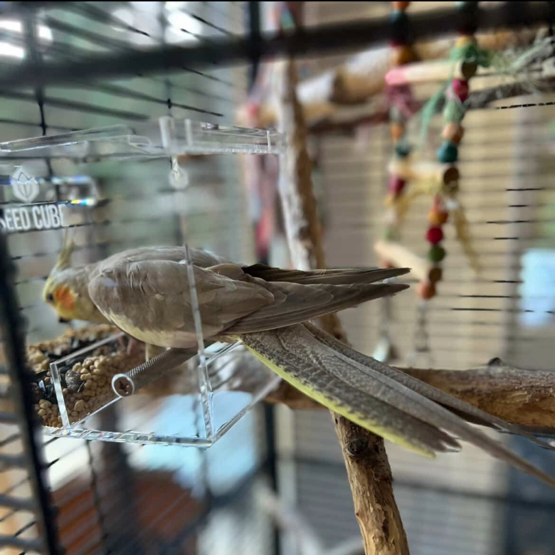 Seed Cube feeding problem visual