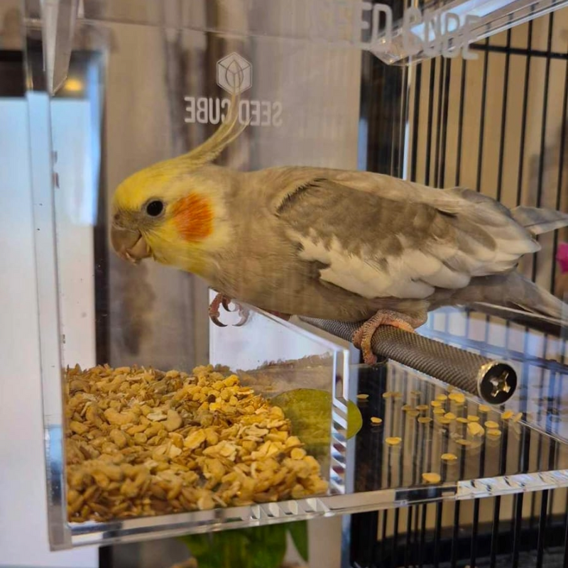 Which size suits a cockatiel?