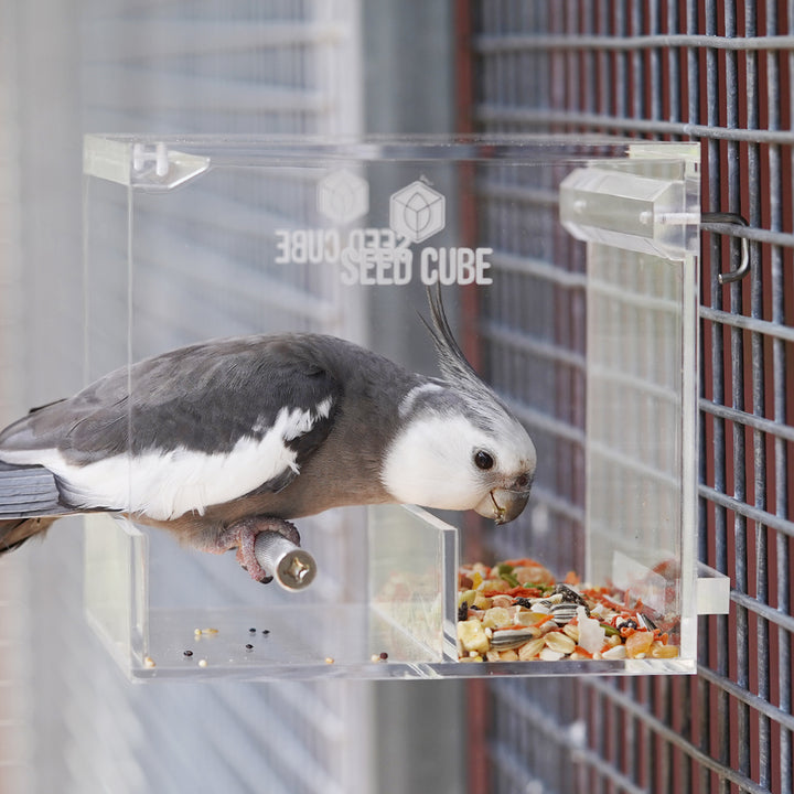 Cockatiel inside small seed cube bird feeder acrylic