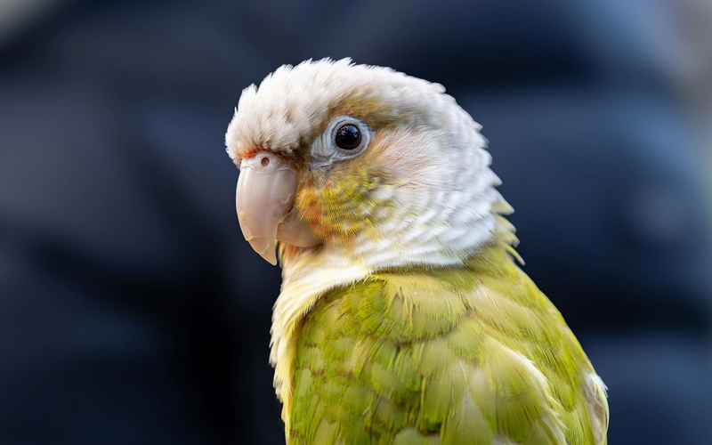 Green-cheeked conure close-up portrait