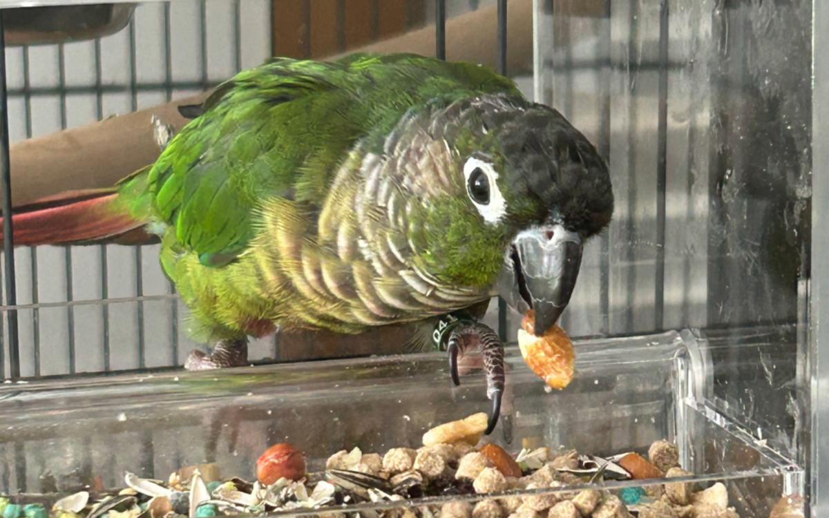 Conure eating from a Small Seed Cube no-mess feeder
