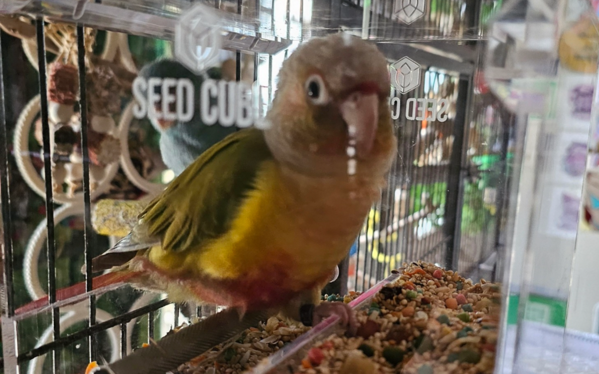 Conure foraging in a Small Seed Cube no-mess feeder