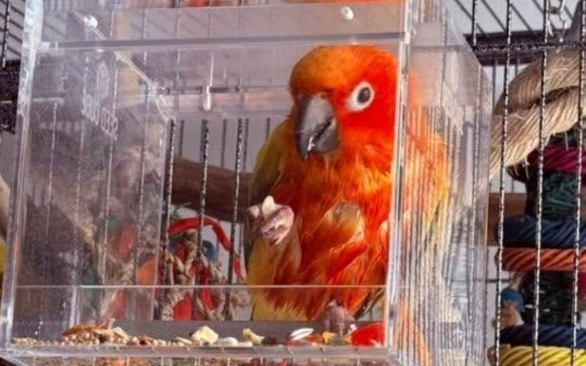 Conure using a Small Seed Cube no-mess feeder