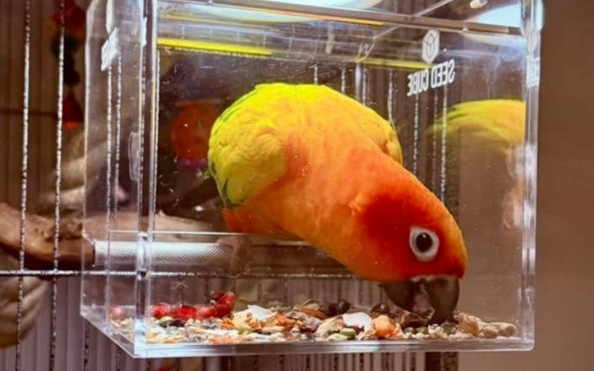 Conure at a Small Seed Cube no-mess feeder