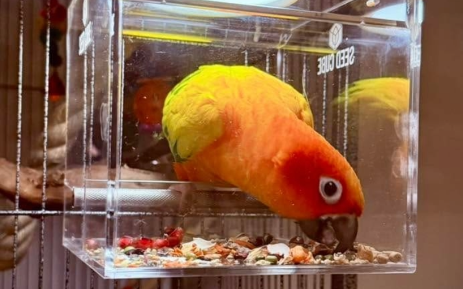 Seed Cube feeding problem visual