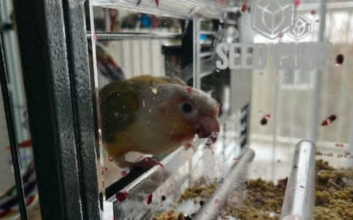 Conure feeding in a Small Seed Cube no-mess feeder