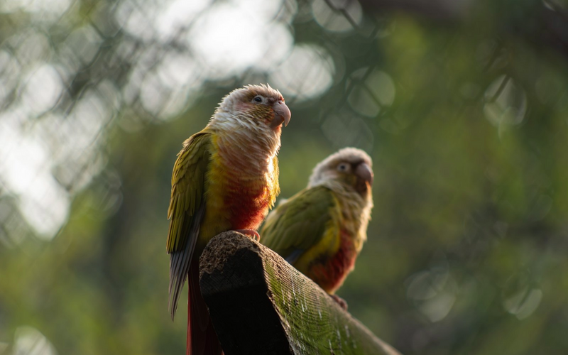Pair of conures perched on a branch
