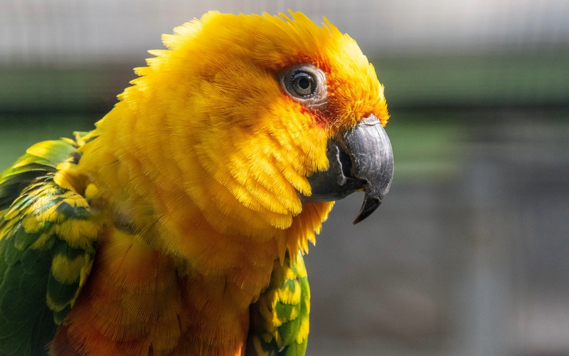Conure head portrait, colourful small parrot