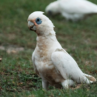 Corella