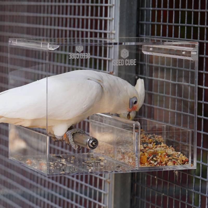White corella portrait linking to the Seed Cube corella care guide