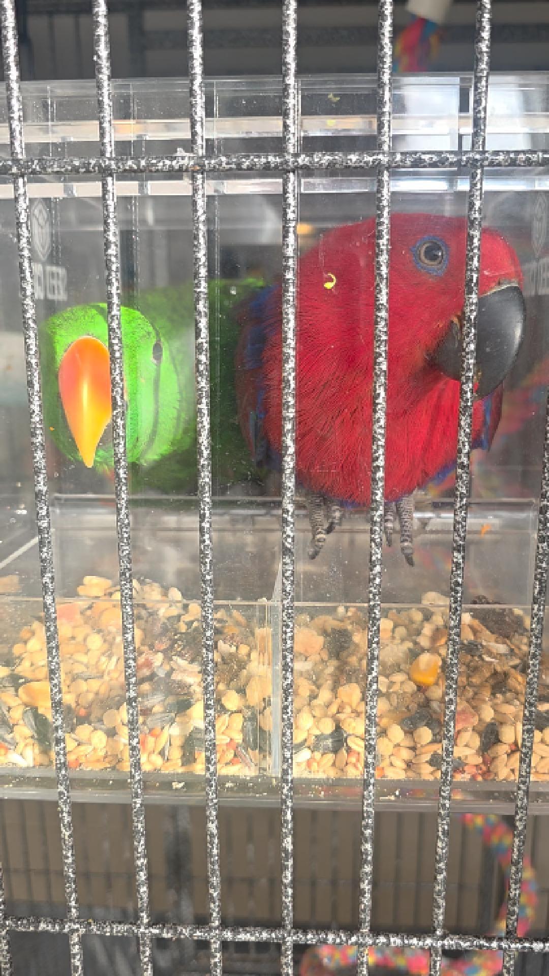 Customer bird using a Seed Cube
