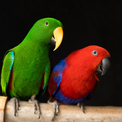 Eclectus