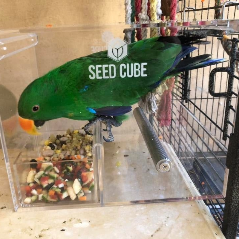 Customer bird using a Large Seed Cube